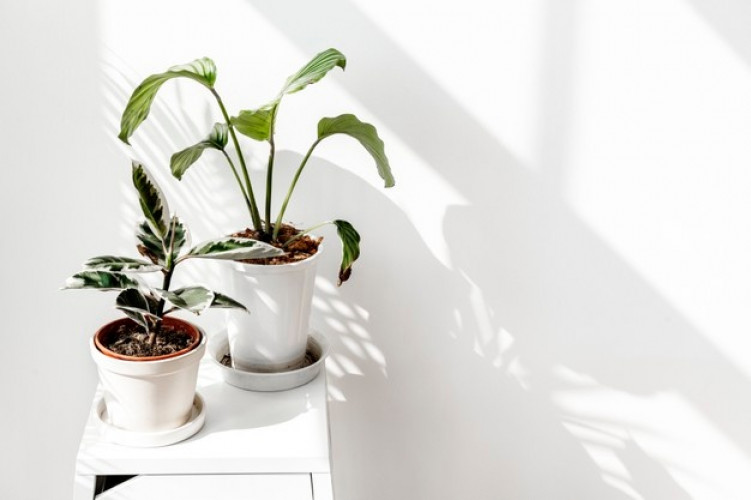 Example Event with Numbered List tropical-plants-by-white-wall-with-window-shadow_53876-105905.jpeg
