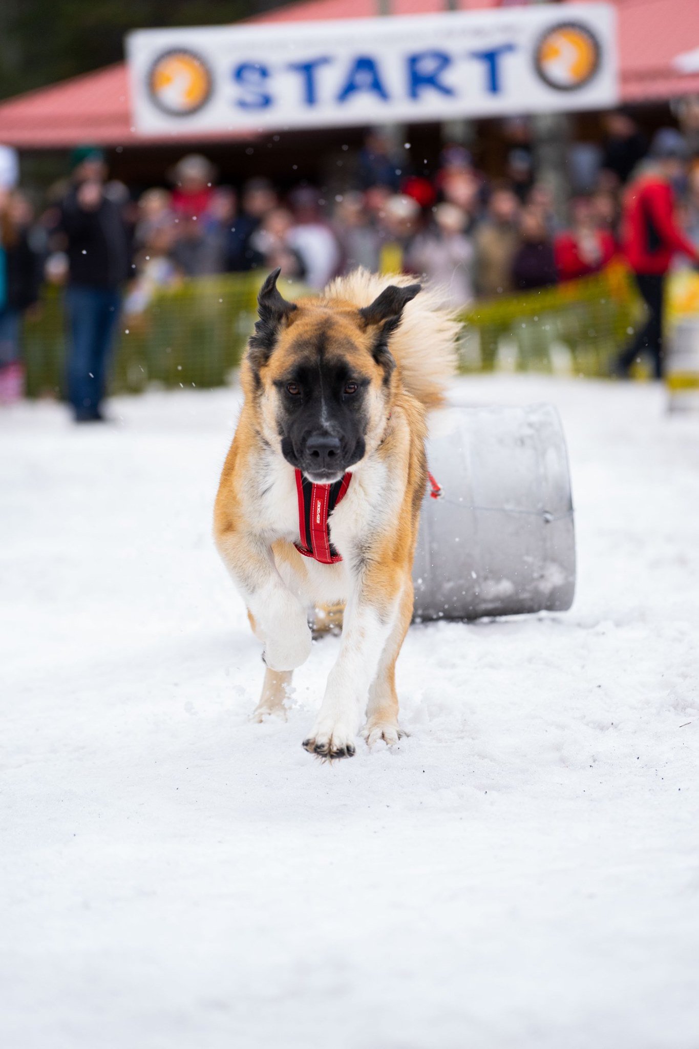 Sunriver Brewing Company K9 Keg Pull.jpeg