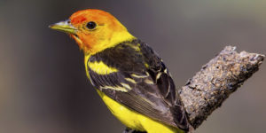 Bird-Walk-300x150.jpg