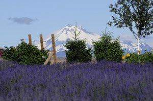 Cascade-Lavender-300x199.jpg
