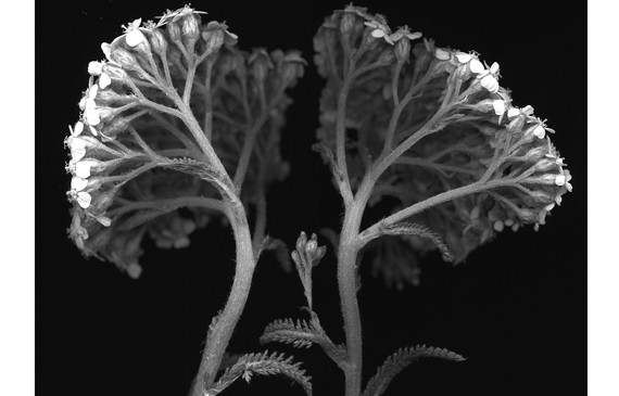 In-Times-Hum-570x365-1.jpg
