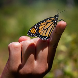 monarch.jpg
